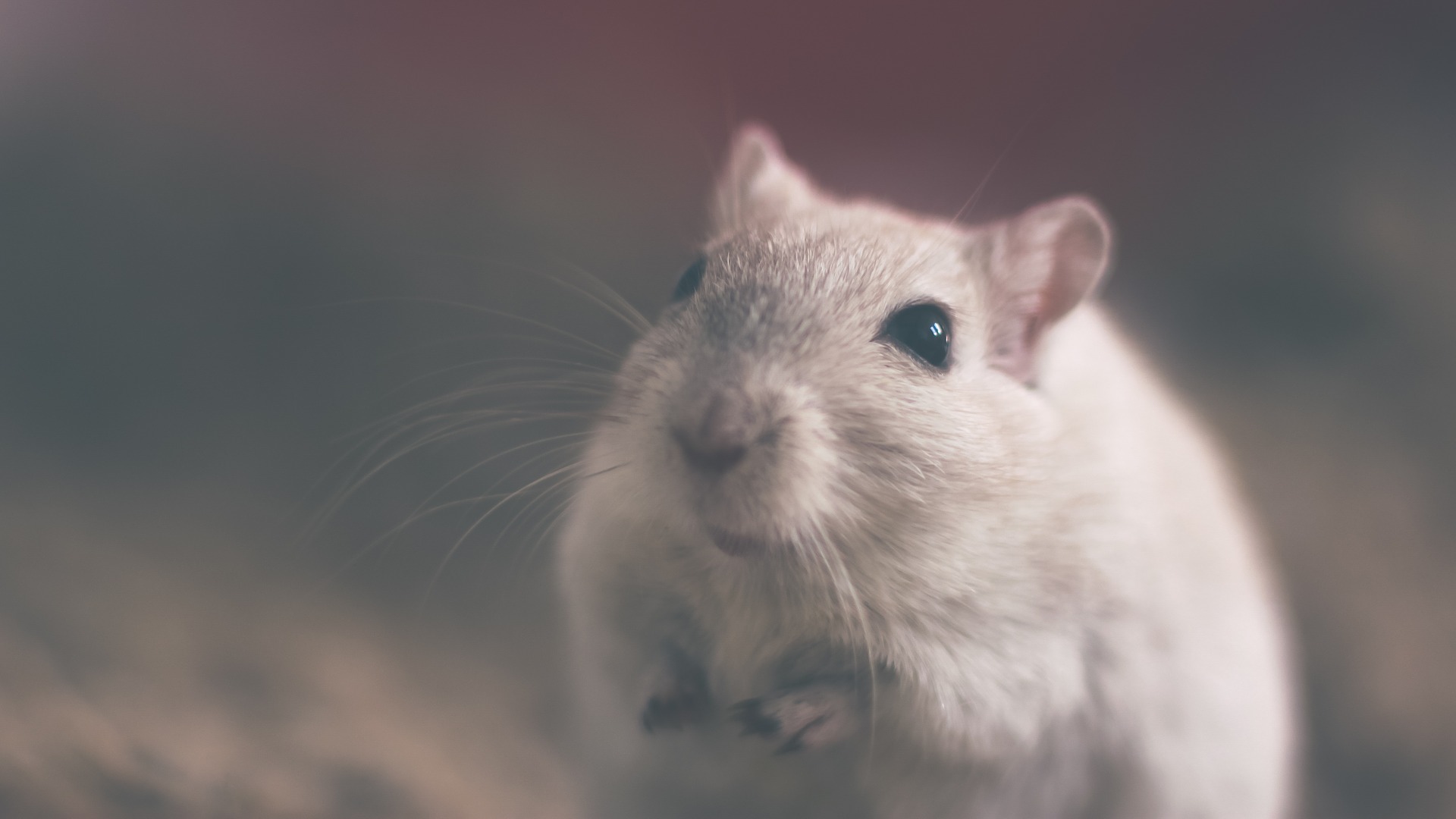 Mysz domowa to mysz popularnie występująca w piwnicach czy spiżarniach.